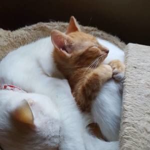 Meet your Posher, Bambie